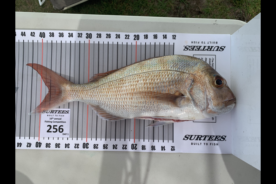 Matiu Grant caught this 38.5cm Snapper at Kuaotunu  during The Export NZ Fishing Competition