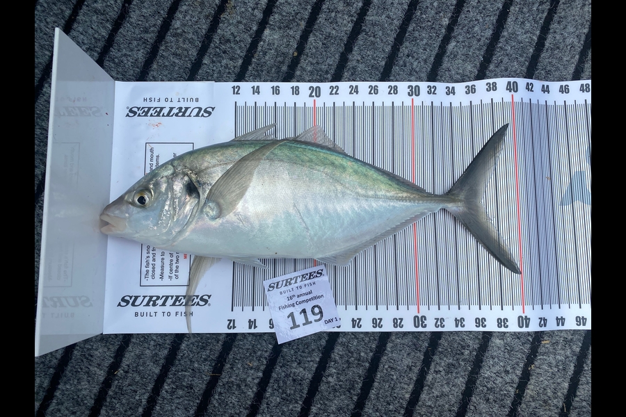 Curtis Searancke caught this 36.5cm Trevally at Coromandel during The Export NZ Fishing Competition