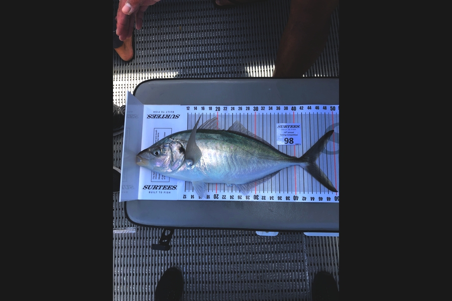 Andrea Ungerer caught this 44.0cm Trevally at Coromandel during The Export NZ Fishing Competition
