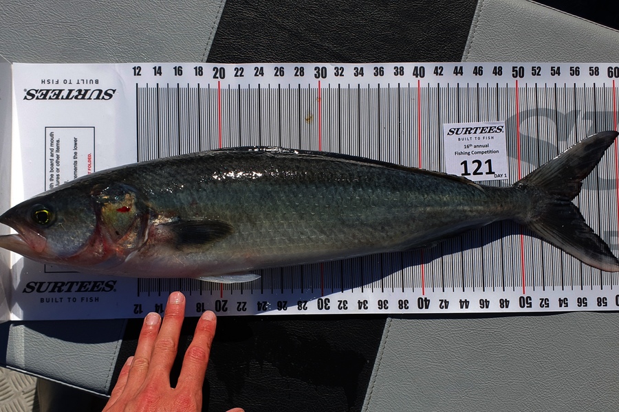 Mark Dingle caught this 55.0cm Kahawai at Coromandel during The Export NZ Fishing Competition