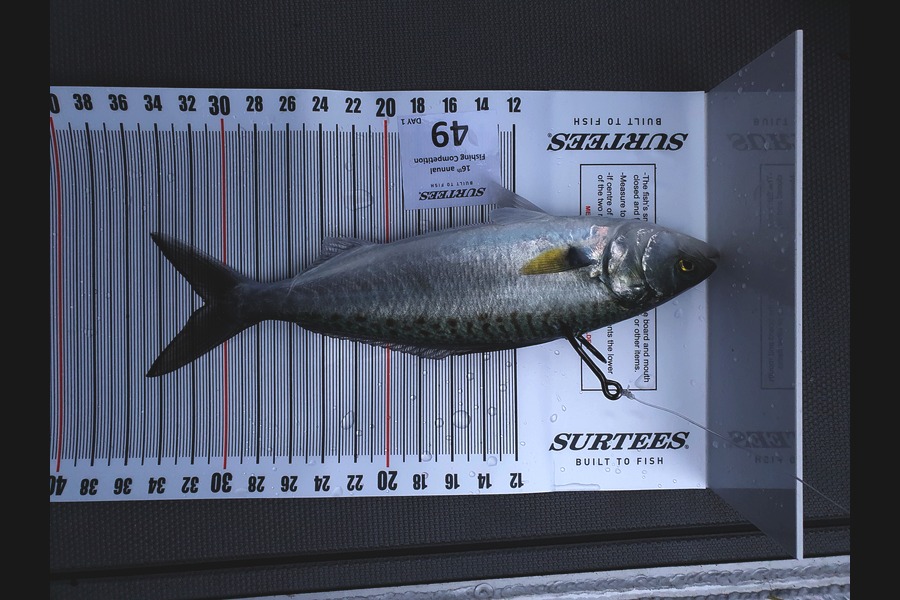 Brendon Quirke caught this 31.0cm Kahawai at Coromandel during The Export NZ Fishing Competition