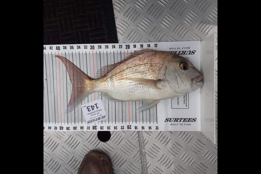 Gilly Hewson caught this 36.5cm Snapper at Coromandel during The Export NZ Fishing Competition
