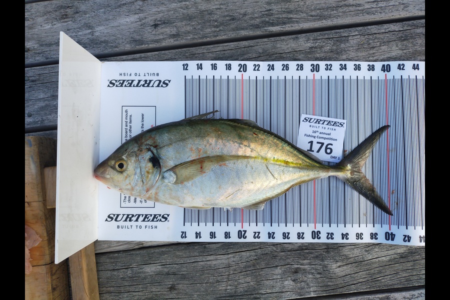 Asher Morley caught this 36cm Trevally at Coromandel during The Export NZ Fishing Competition