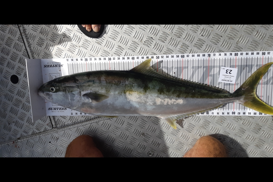 Dave Erdbeer caught this 88cm Kingfish at Coromandel during The Export NZ Fishing Competition