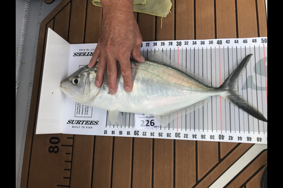 Rob Trass caught this 43.0cm Trevally at Coromandel during The Export NZ Fishing Competition