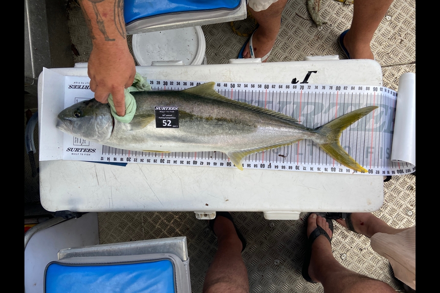 Richard Schrieber caught this 81.0cm Kingfish at Coromandel during The Export NZ Fishing Competition
