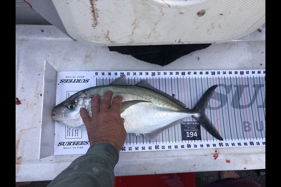 Richard Rowland caught this 46.0cm Trevally at Coromandel during The Export NZ Fishing Competition