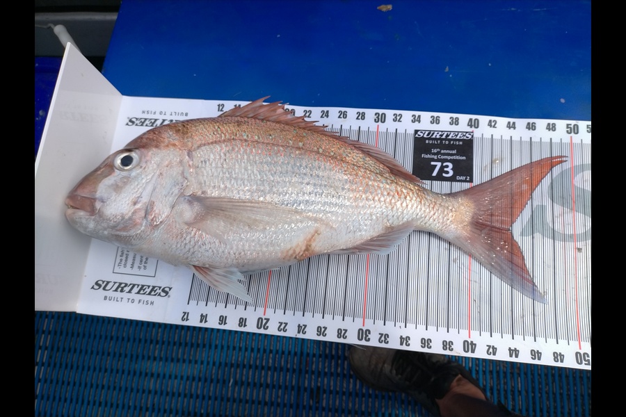 Ross Bartels caught this 43.5cm Snapper at Coromandel during The Export NZ Fishing Competition