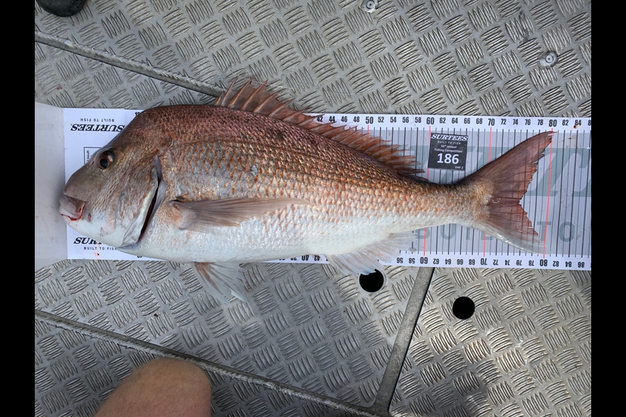 Brady Cole caught this 75.0cm Snapper at Coromandel during The Export NZ Fishing Competition