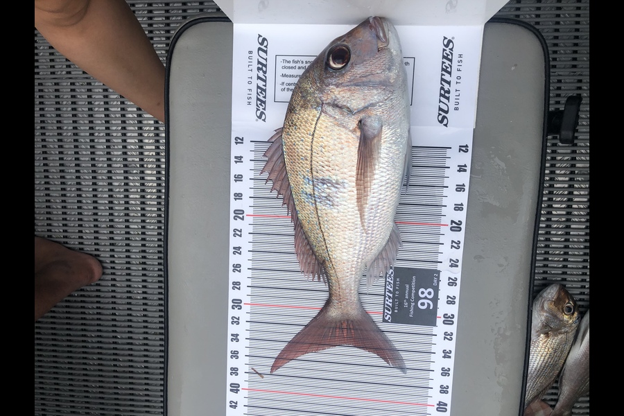 Andrea Ungerer caught this 34.0cm Snapper at Coromandel during The Export NZ Fishing Competition