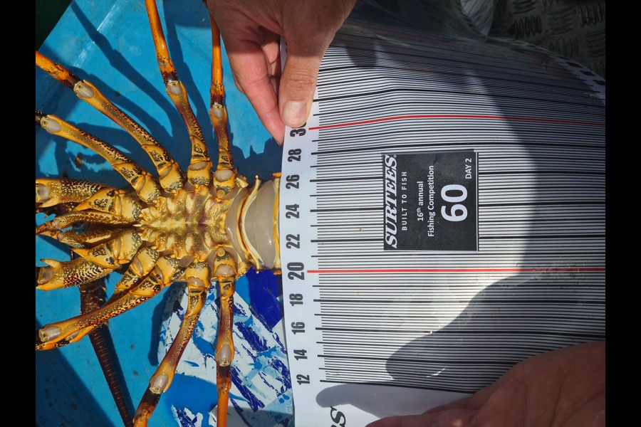 Miles Wolfsbauer caught this 6.5cm Crayfish at Coromandel during The Export NZ Fishing Competition