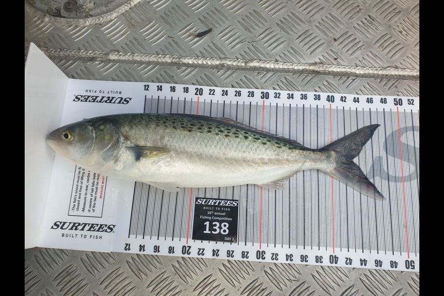 Logan Paton caught this 43.0cm Kahawai at Coromandel during The Export NZ Fishing Competition