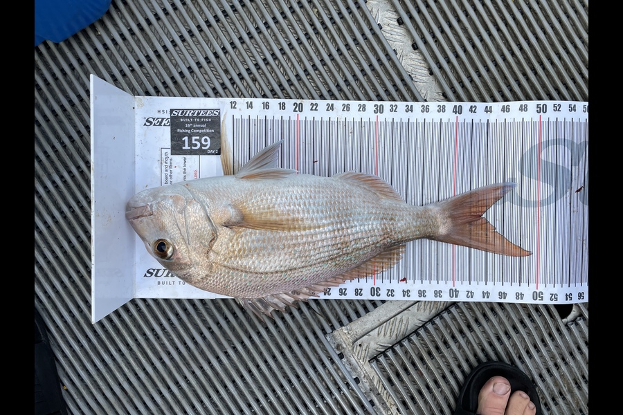 Lucas Hull caught this 43cm Snapper at Coromandel during The Export NZ Fishing Competition