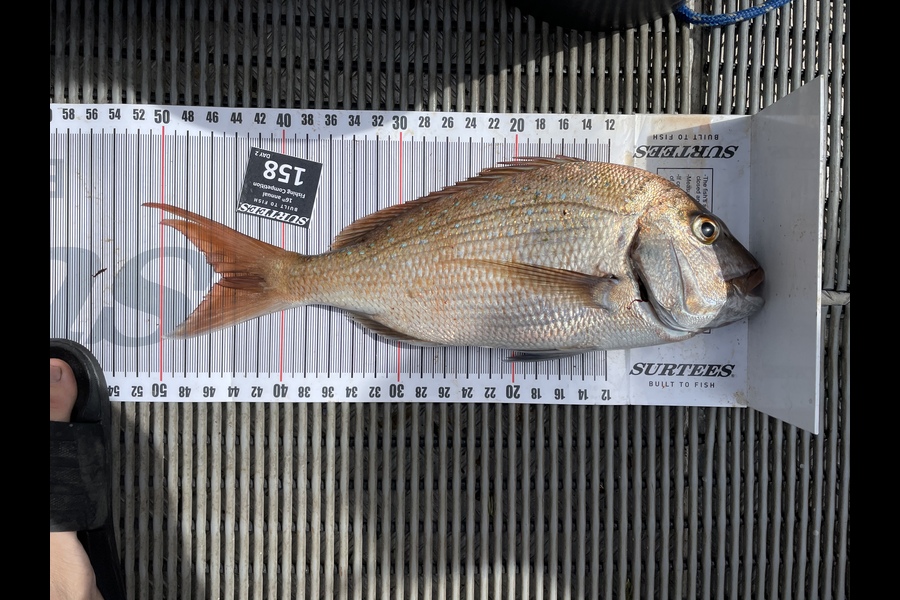 Steve Devine caught this 45.0cm Snapper at Coromandel during The Export NZ Fishing Competition