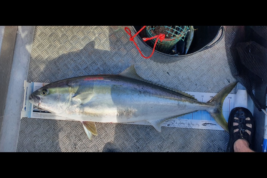 Hamish Woods caught this 106.0cm Kingfish at Mana during The Export NZ Fishing Competition