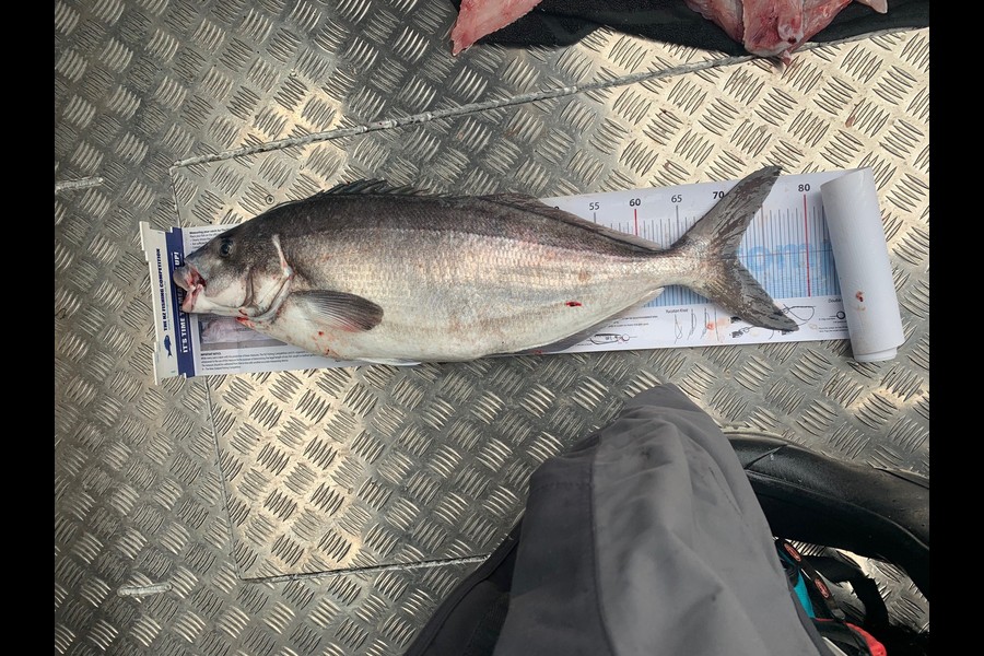 Geoffrey Cranke caught this 71.5cm Blue Moki at Banks Peninsula during The Export NZ Fishing Competition