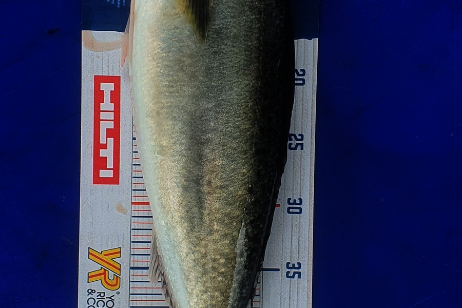 Alex Betteridge caught this 48.0cm Kahawai at Mana Island  during The Export NZ Fishing Competition