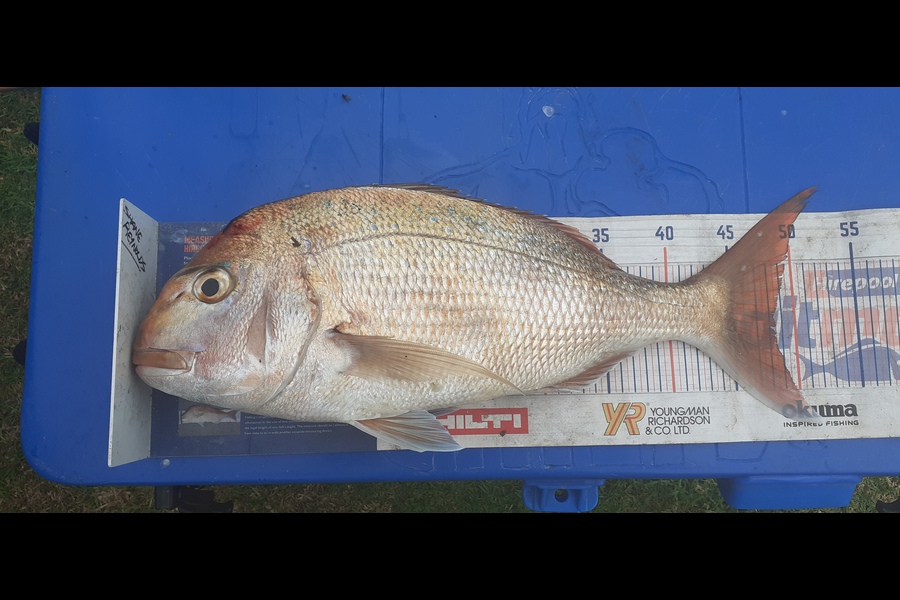 Shane Reynolds caught this 48.0cm Snapper at green marker.whangarei harbour during The Export NZ Fishing Competition