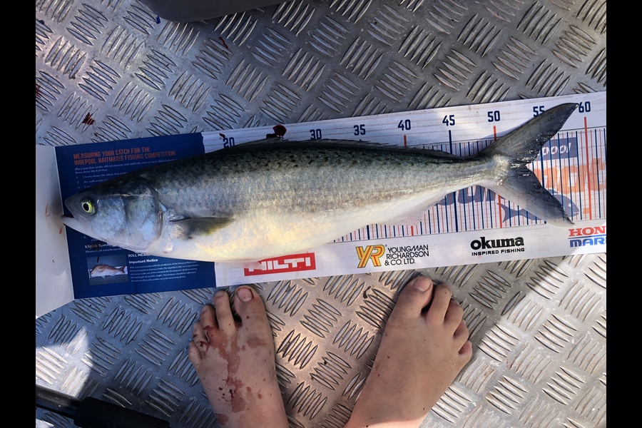 Sol Alderton caught this 53.0cm Kahawai at Tauranga harbour during The Export NZ Fishing Competition