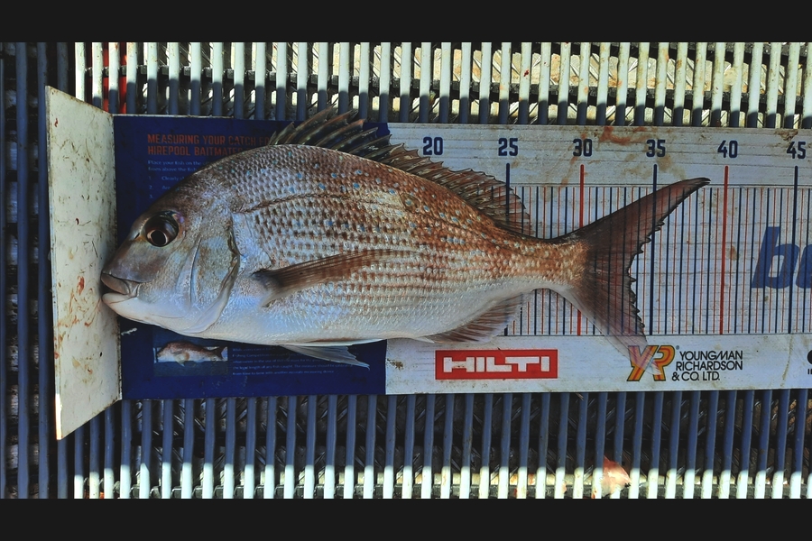 Clinton Emtage caught this 33.5cm Snapper at Kaipara harbour during The Export NZ Fishing Competition