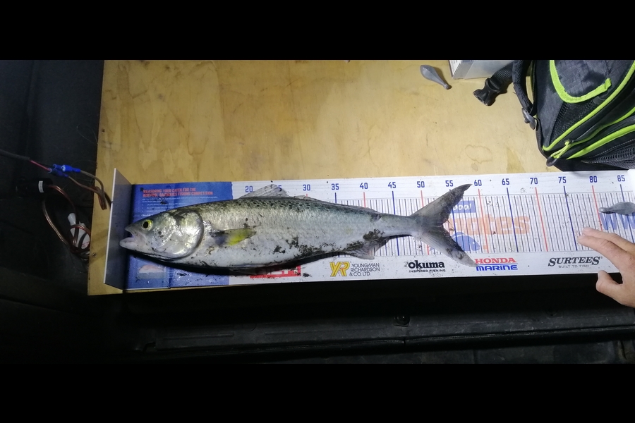 Shayne Mckenzie caught this 53.0cm Kahawai at New plymouth  during The Export NZ Fishing Competition