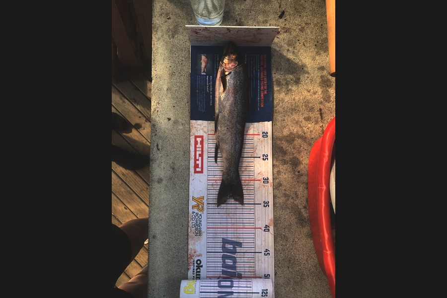 Shaun Rich caught this 33.5cm Trout at Waikato during The Export NZ Fishing Competition