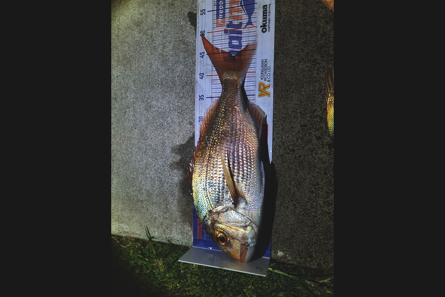 Duncan  Hammon  caught this 44.0cm Snapper at Tauranga during The Export NZ Fishing Competition