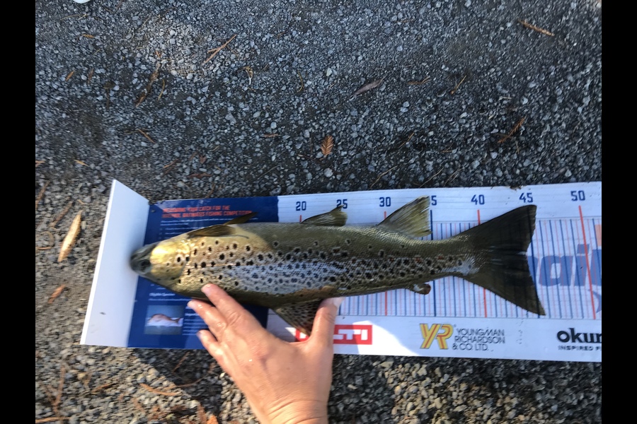 Gabriel Vilgalys caught this 44.5cm Trout at Tauranga  during The Export NZ Fishing Competition