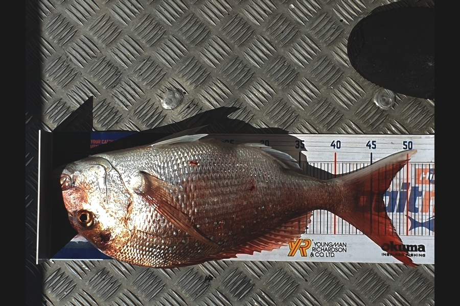 Dean Cameron caught this 46.5cm Snapper at Taranaki  during The Export NZ Fishing Competition