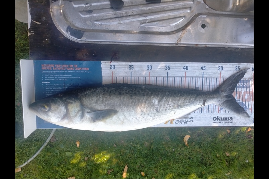 casey seerup caught this 53.5cm Kahawai at Raglan during The Export NZ Fishing Competition