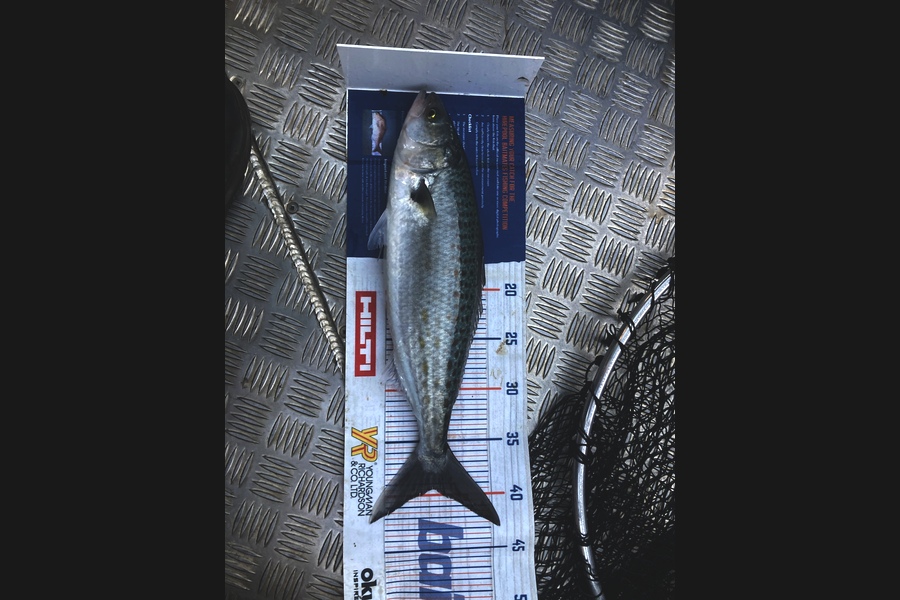 Riley Vette Blomquist caught this 39cm Kahawai at Whangarei  during The Export NZ Fishing Competition