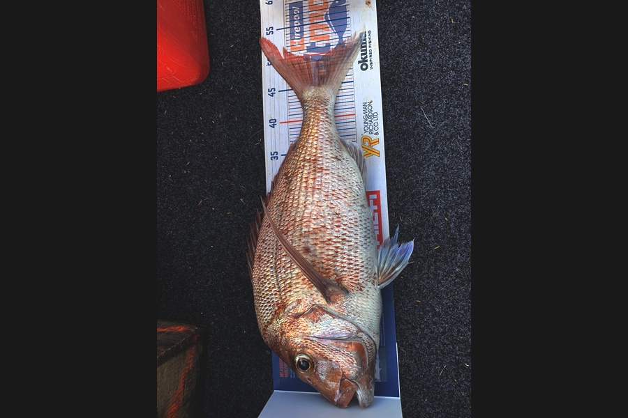 Heindrik Oudshoorn caught this 48.0cm Snapper at Kauwua  during The Export NZ Fishing Competition