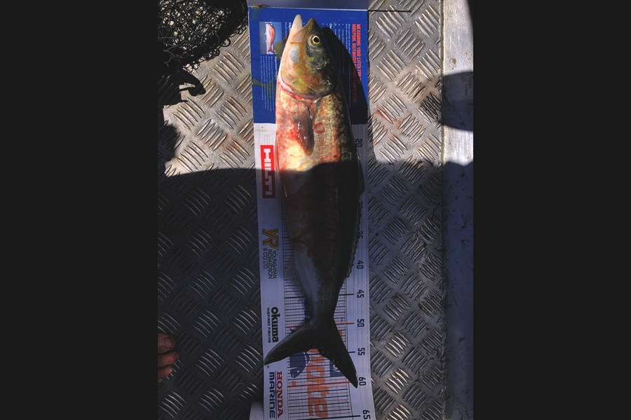 Sol Alderton caught this 51cm Kahawai at Waihi beach during The Export NZ Fishing Competition