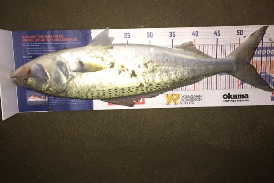 Nathan Fee caught this 52.5cm Kahawai at Papamoa Beach during The Export NZ Fishing Competition