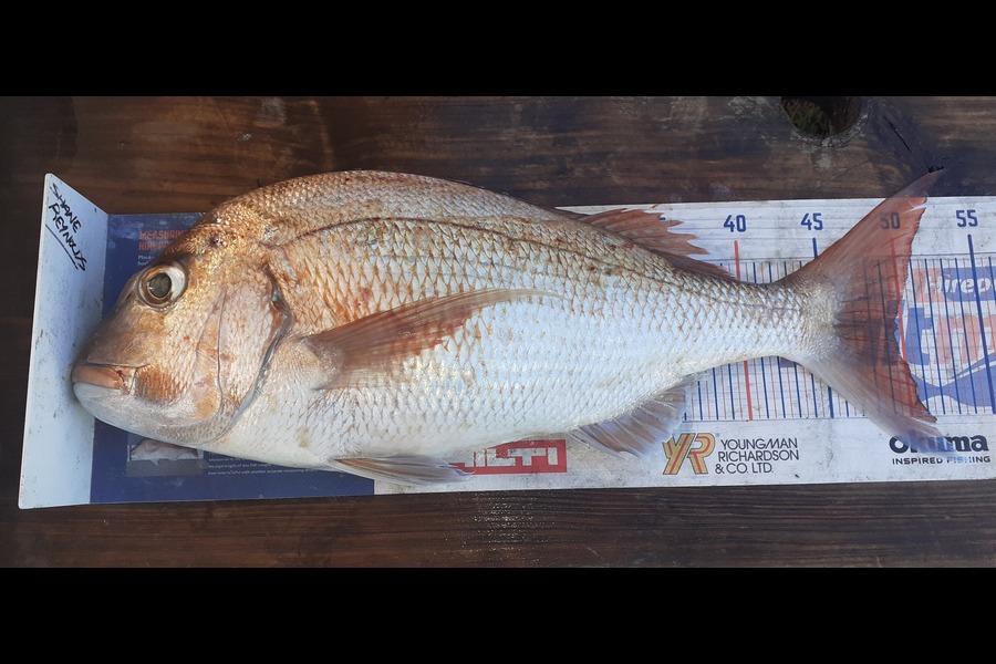 Shane Reynolds caught this 49.5cm Snapper at green marker.whangarei harbour during The Export NZ Fishing Competition