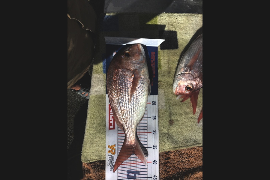 Jackson Middleton caught this 36.5cm Snapper at Coromandel  during The Export NZ Fishing Competition