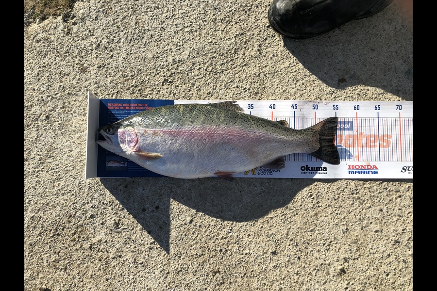 Brent Perry caught this 54.5cm Trout at Twizel  during The Export NZ Fishing Competition