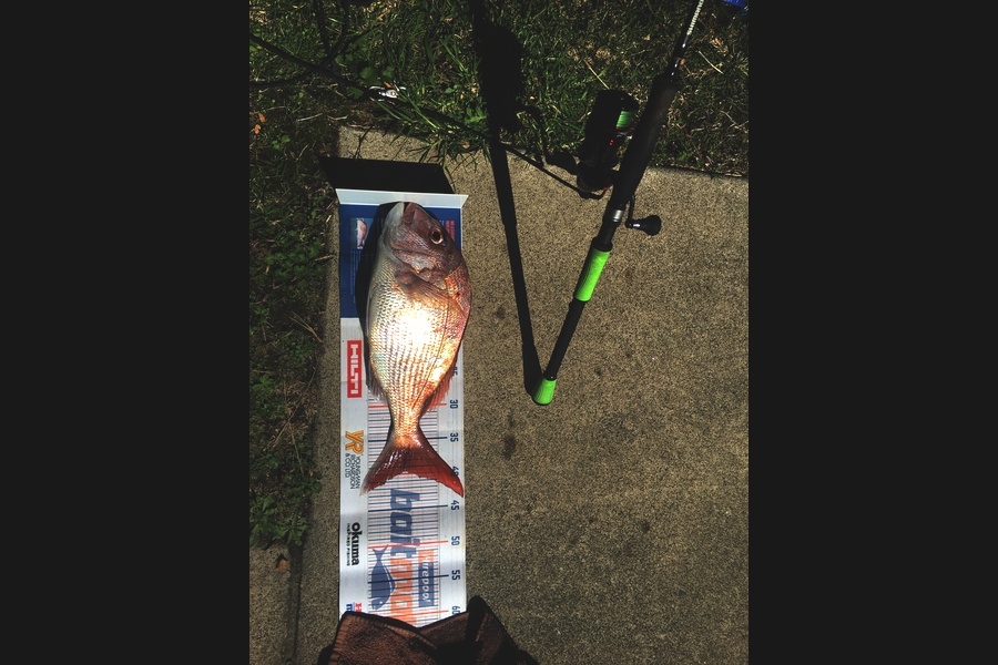 Michael Brown caught this 39.5cm Snapper at Bop during The Export NZ Fishing Competition