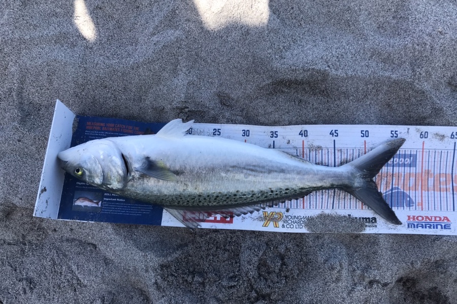 Gabriel Vilgalys caught this 50.5cm Kahawai at Tauranga during The Export NZ Fishing Competition
