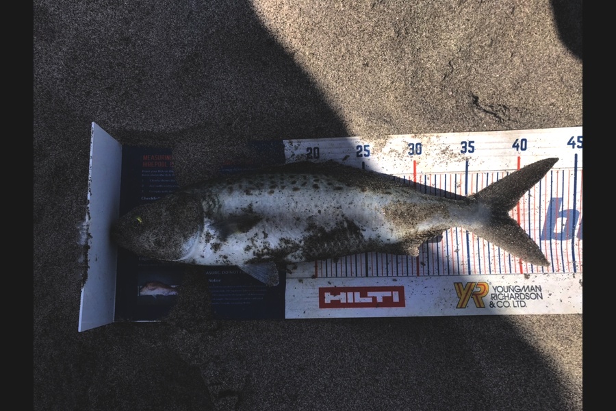 Gabriel Vilgalys caught this 39.0cm Kahawai at Tauranga  during The Export NZ Fishing Competition