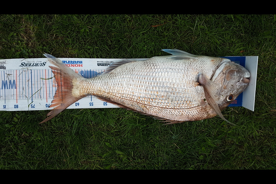 Jack Triplow caught this 66.0cm Snapper at Marlborough Sounds during The Export NZ Fishing Competition