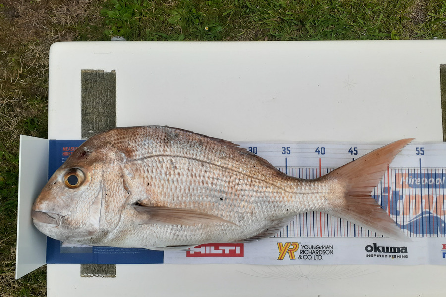 Mathew Goodall caught this 47.0cm Snapper at Firth of Thames during The Export NZ Fishing Competition
