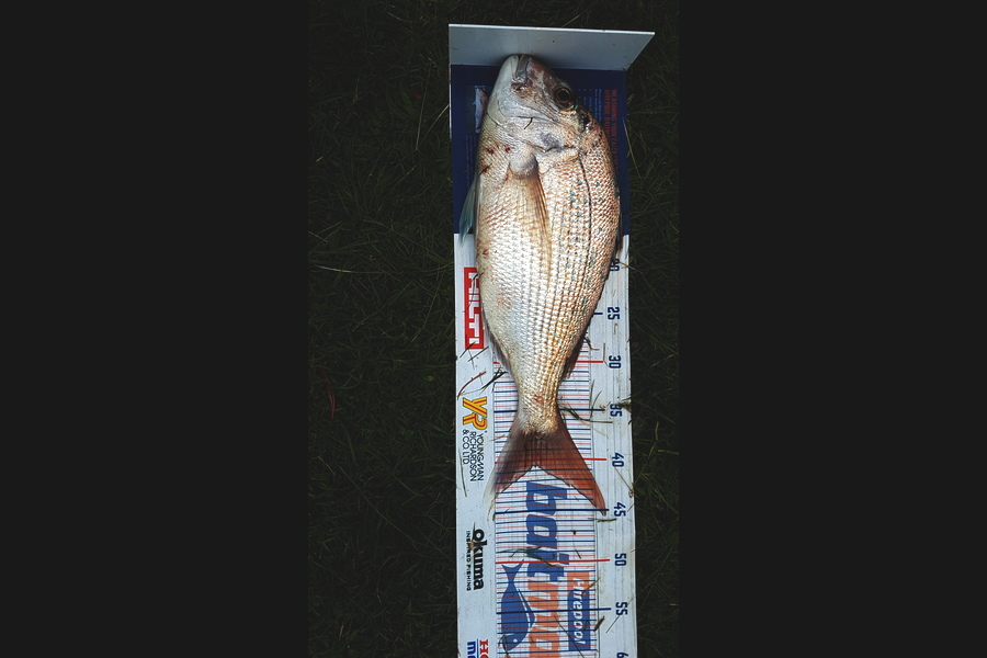 Jack Triplow caught this 40.5cm Snapper at Marlborough Sounds during The Export NZ Fishing Competition