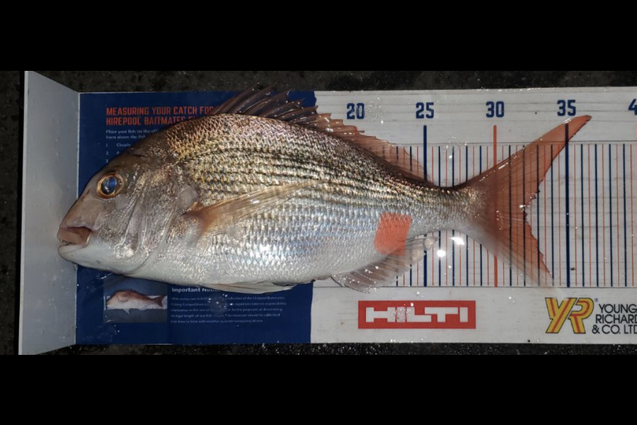 Jeremy Sejismundo caught this 32.0cm Snapper at Hauraki Gulf during The Export NZ Fishing Competition