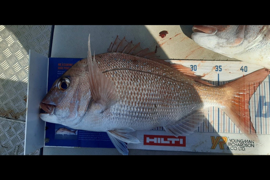 Riley Vette Blomquist caught this 40.5cm Snapper at Whangarei  during The Export NZ Fishing Competition