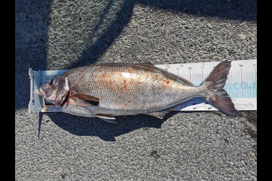 Lennon Mok caught this 81.5cm Blue Moki at Wellington Harbour  during The Export NZ Fishing Competition