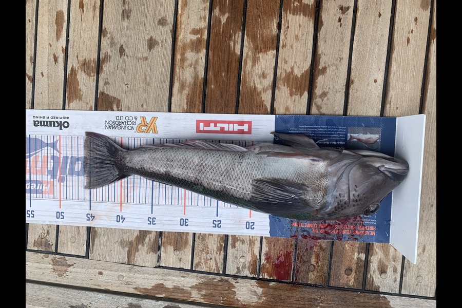 Vaughan Holdt caught this 46.0cm Blue Cod at Marlborough Sounds during The Export NZ Fishing Competition