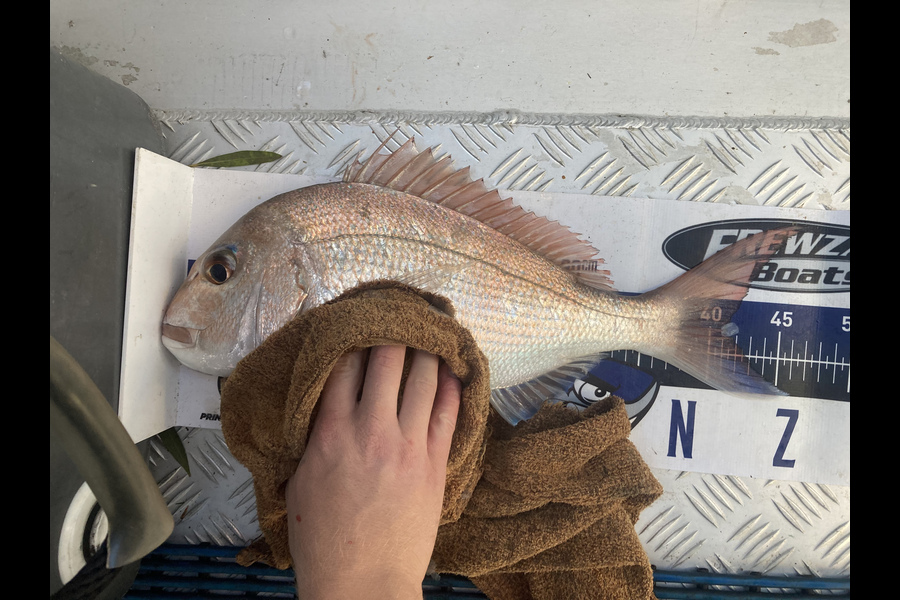 Thomas Morrison caught this 41.0cm Snapper at Doubtless bay during The Export NZ Fishing Competition