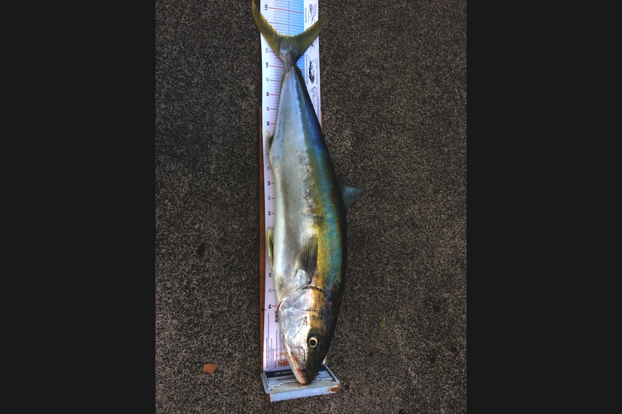 Philip Tate caught this 111.5cm Kingfish at Rangitotp during The Export NZ Fishing Competition