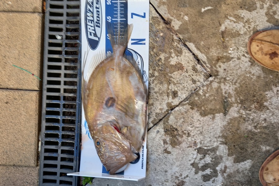 Lesley  Rose caught this 44.0cm John Dory at Hauraki Gulf during The Export NZ Fishing Competition
